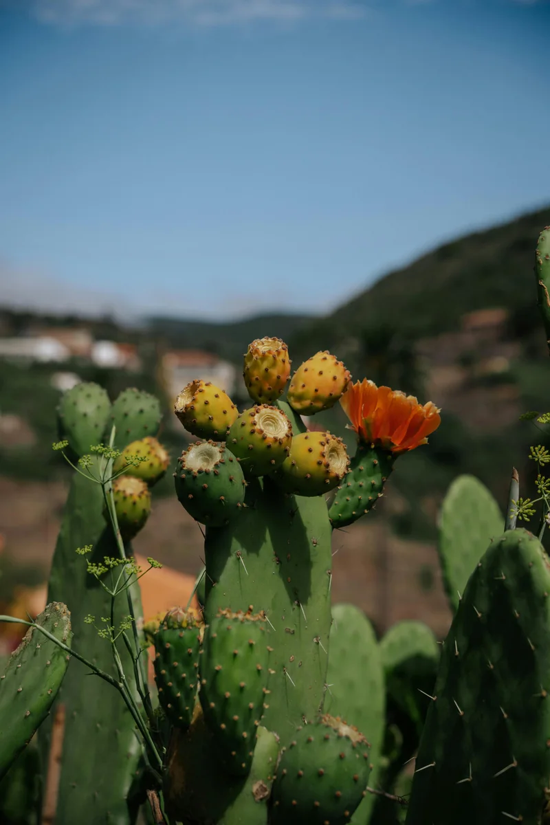 Vegetación de Canarias