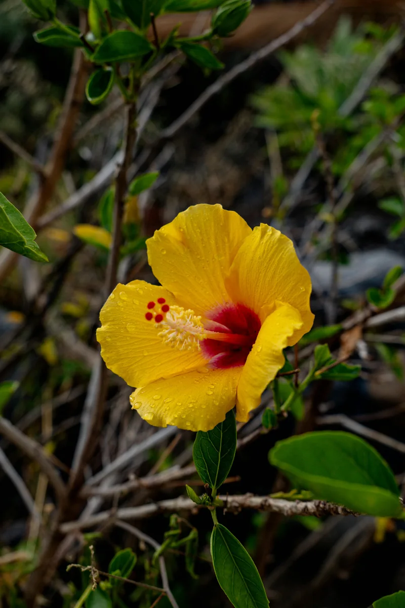 Flor canaria
